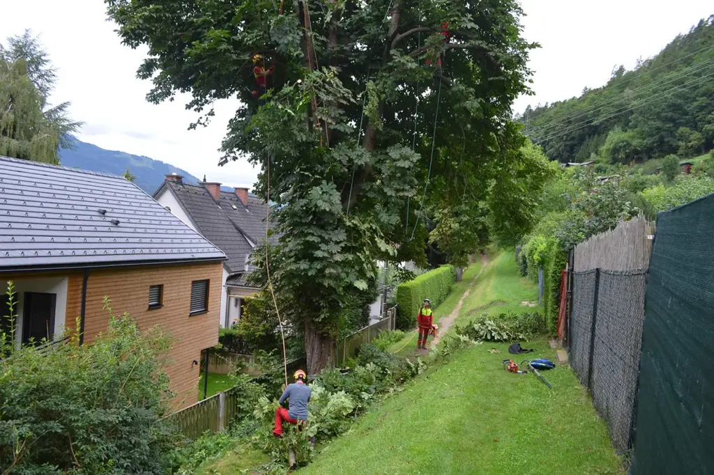 Mehrere Personen neben einem großen Baum
