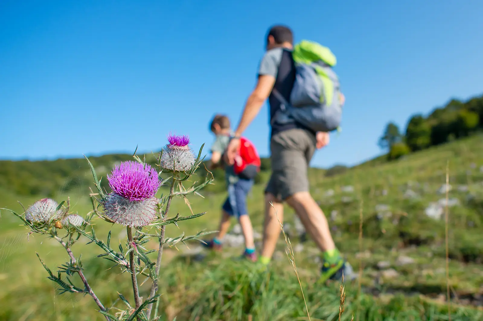 Ein Mann und ein Kind mit Rucksäcken beim Wandern, im Vordergrund eine Distel