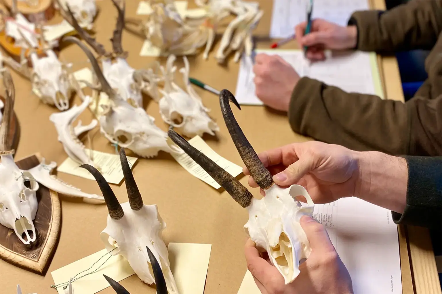 Mit Etiketten versehene Trophäen und Gämsen und Rehen bei einer Bewertung