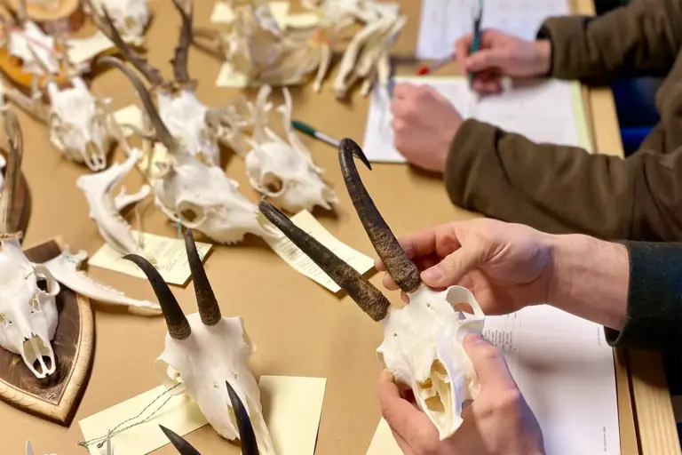 Trophäenschau: Pflichtbilanz und Überblick Mit Etiketten versehene Trophäen und Gämsen und Rehen bei einer Bewertung