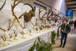 Trophäenschau in Traboch Hirschgeweihe, Reh- und Gamskrickerl sowie ein präpariertes Steinbockhaupt sind an einer Wand und auf einem langen Tisch ausgestellt, mehrere Männer begutachten die Exponate