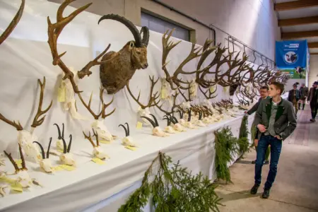 Trophäenschau in Traboch Hirschgeweihe, Reh- und Gamskrickerl sowie ein präpariertes Steinbockhaupt sind an einer Wand und auf einem langen Tisch ausgestellt, mehrere Männer begutachten die Exponate