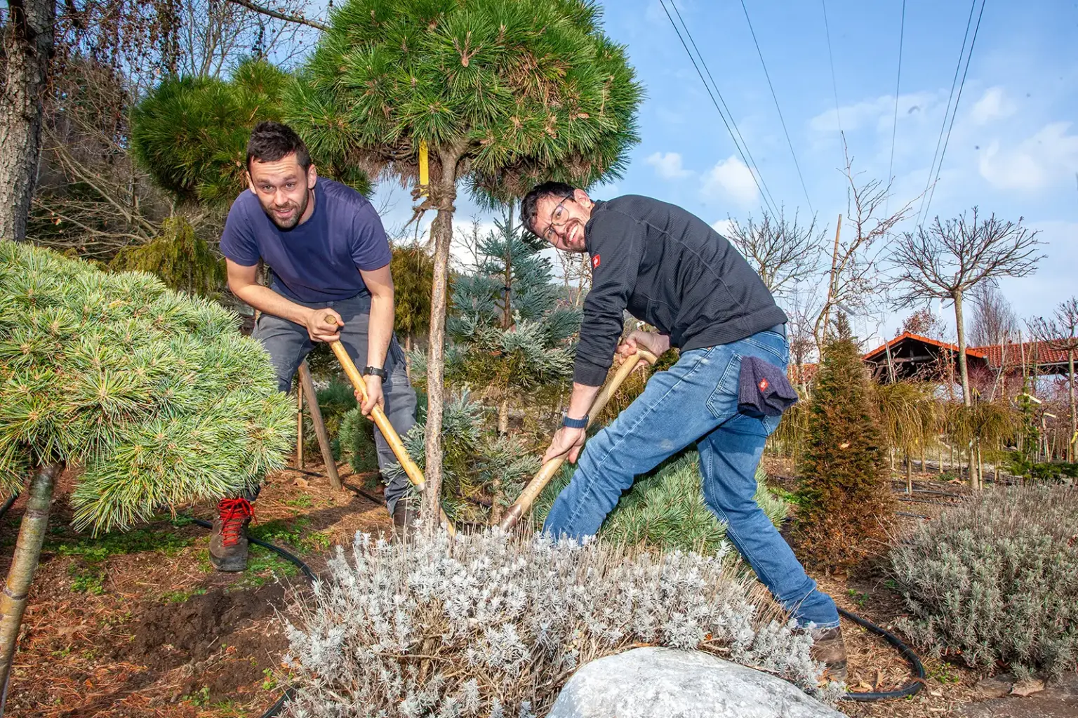 Zwei Männer graben gemeinsam einen etwa zwei Meter hohen Jungbaum aus