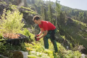 Ein Mann pflanzt junge Bäume auf einer Bergwiese