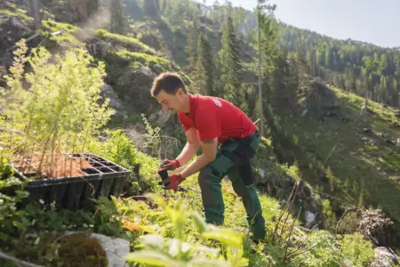 250.000 Bäume für Mariazell Ein Mann pflanzt junge Bäume auf einer Bergwiese