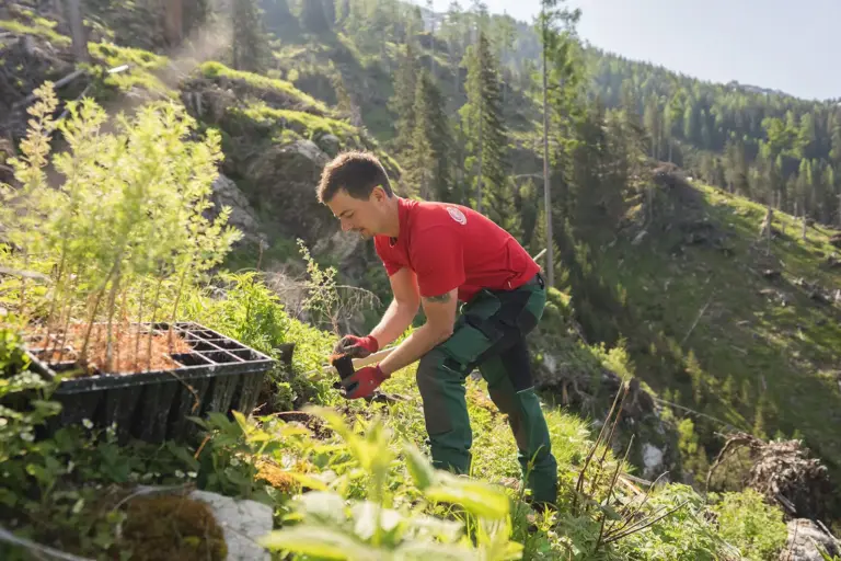 250.000 Bäume für Mariazell Ein Mann pflanzt junge Bäume auf einer Bergwiese