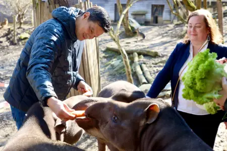 Landesrat als Pate für Tapirfamilie Ein Mann und eine Frau in einem Tiergehege