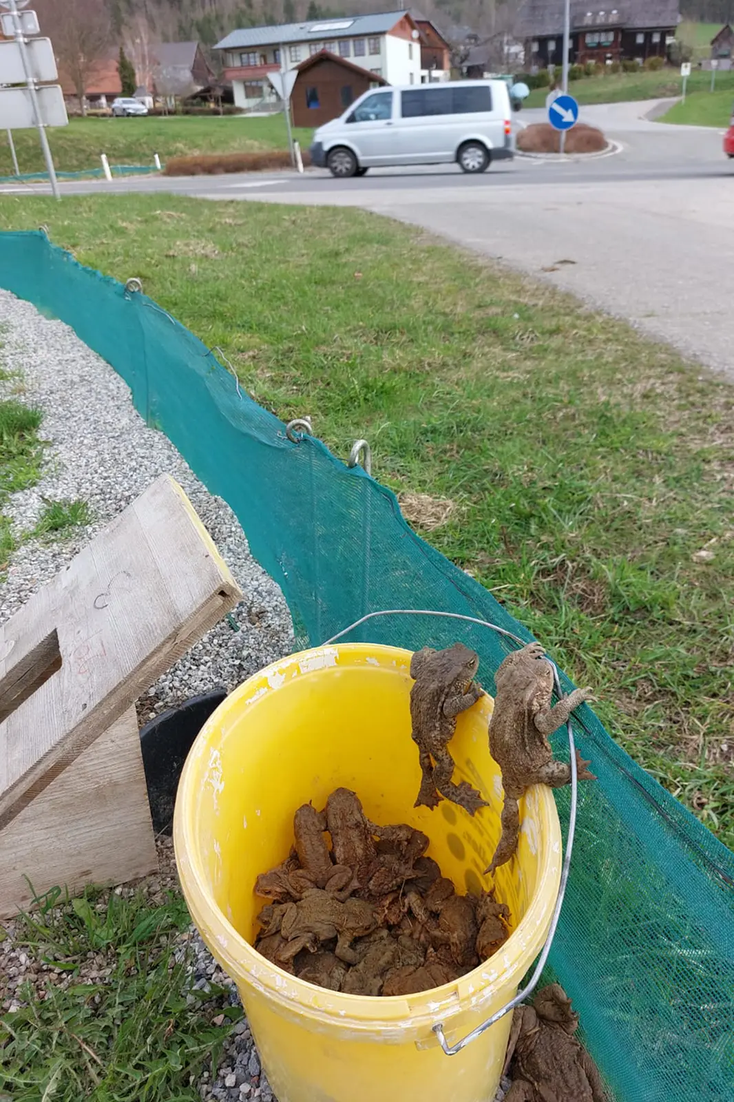 Ein Eimer voller Kröten neben einer Straße