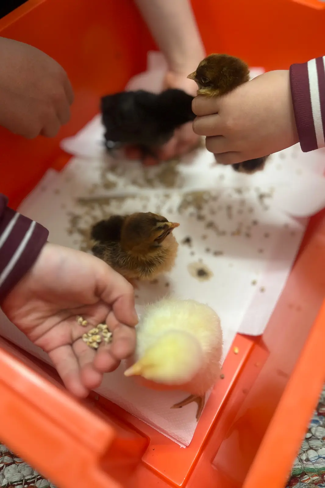 Küken in einem Korb werden von Kinderhänden gefüttert
