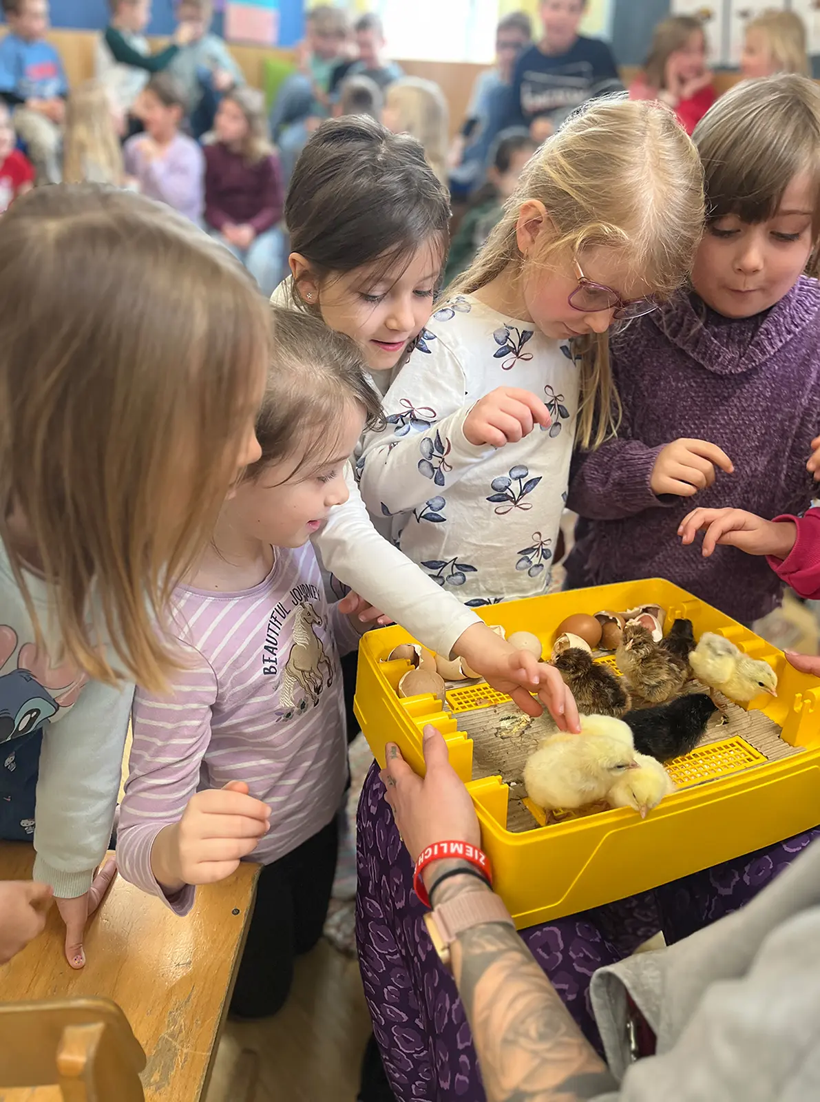 Fünf Kinder streicheln Küken in einem Korb