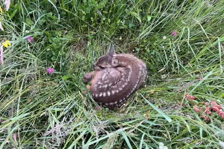 Ein Rehkitz liegt zusammengekauert in der Wiese.