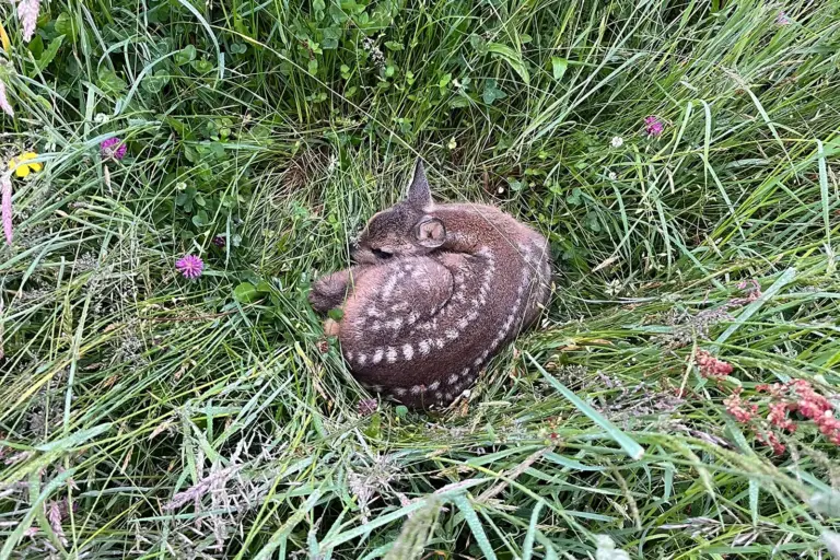Ein Rehkitz liegt zusammengekauert in der Wiese.