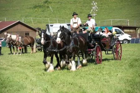 Zugpferdetreffen in Breitenau Ein von zwei Pferden gezogenes Gespann auf einer Wiese, auf dem Kutschbock zwei Männer in Trachtenkleidung, in der Kutsche Passagiere