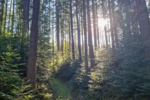 Ein dichter Nadelwald mit tiefstehender Sonne