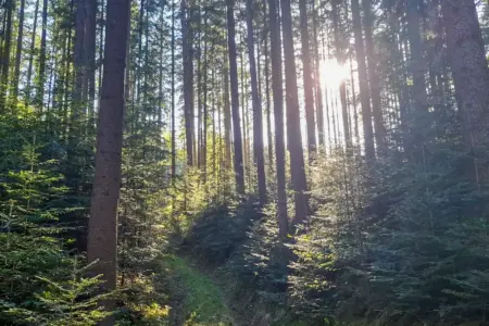 Ein dichter Nadelwald mit tiefstehender Sonne