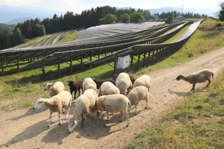 Größte PV-Anlage des Landes in St. Peter-Freienstein Eine Photovoltaikanlage auf einer Wiese mit Schafen im Vordergrund