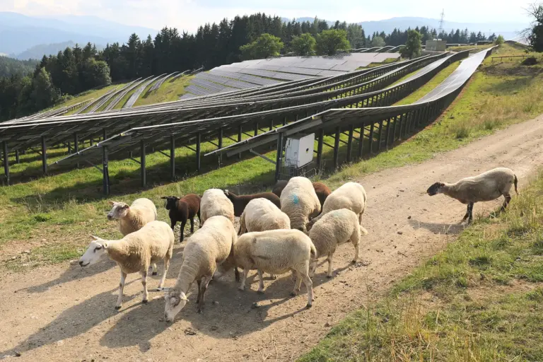 Größte PV-Anlage des Landes in St. Peter-Freienstein Eine Photovoltaikanlage auf einer Wiese mit Schafen im Vordergrund