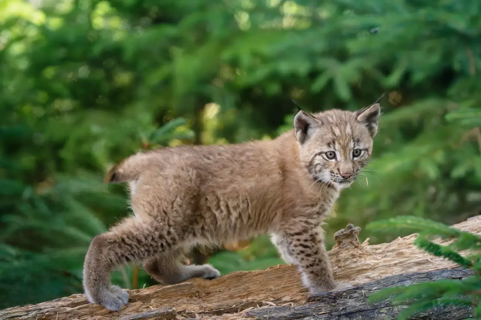 Nachwuchs bei den Luchsen in Mautern Ein junger Luchs steht auf einem Baumstamm