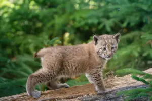 Ein junger Luchs steht auf einem Baumstamm