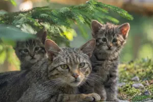 Wildkatzen-Nachwuchs in Mautern Zwei junge Wildkatzen und ein Elterntier unter einem Fichtenzweig.