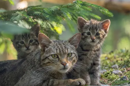 Zwei junge Wildkatzen und ein Elterntier unter einem Fichtenzweig.