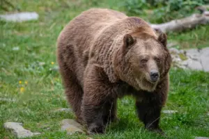 Ein Bär trottet über eine Wiese