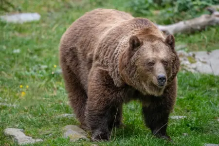 Mautern: Herbstführungen am Wilden Berg Ein Bär trottet über eine Wiese