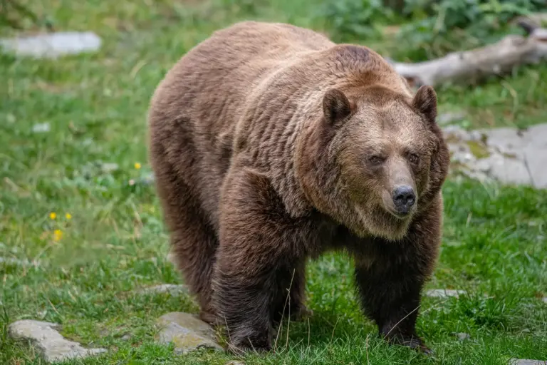 Mautern: Herbstführungen am Wilden Berg Ein Bär trottet über eine Wiese
