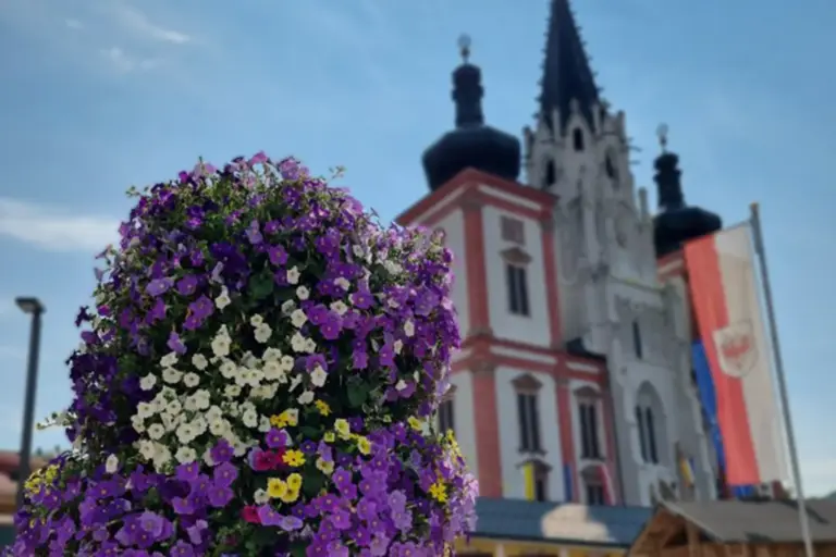Es blühen die Höchstnoten Ein Busch voller weißer, violetter und gelber Blüten, im Hintergrund die Fassade einer Kirche mit drei Türmen