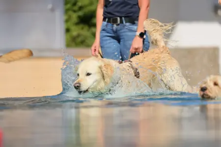 Wau! Hundetag im Brucker Freibad