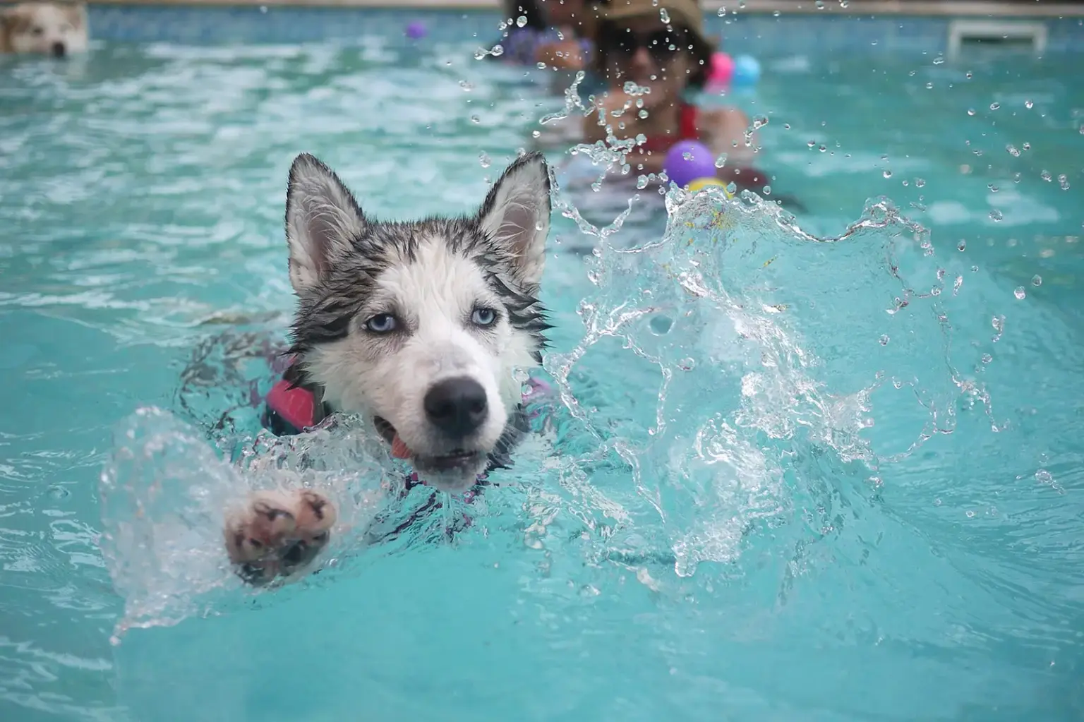 Ein Hund schwimmt in einem Swimmingpool