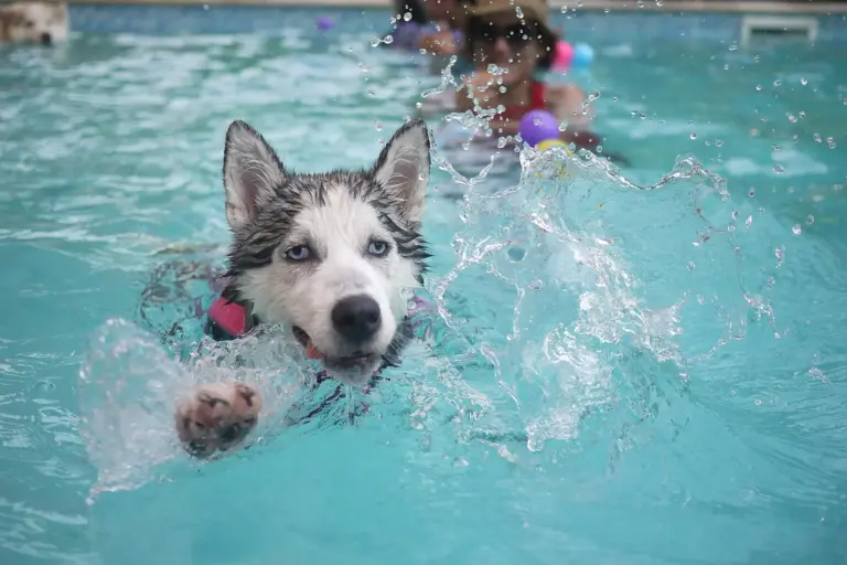 Bruck: Badespaß für Vierbeiner Ein Hund schwimmt in einem Swimmingpool