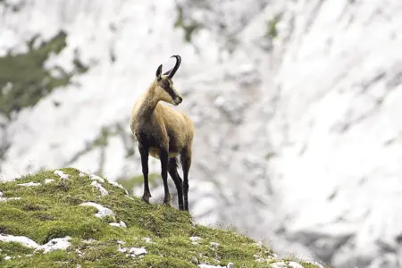 Samstag war Gamstag Eine Gams steht auf einer schrofigen Bergwiese, im Hintergrund eine Felswand