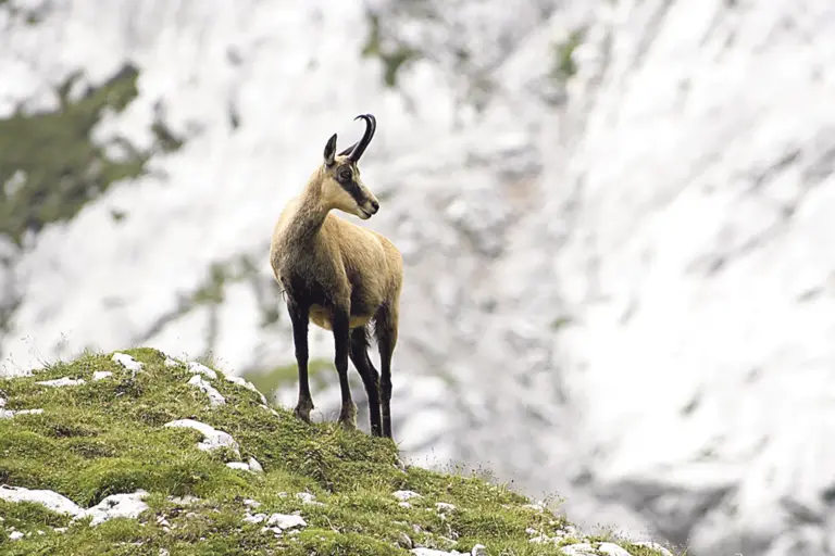 Eine Gams steht auf einer schrofigen Bergwiese, im Hintergrund eine Felswand