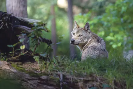 Neuberg: Erste Wölfin in der Steiermark Ein Wolf in einem Wald